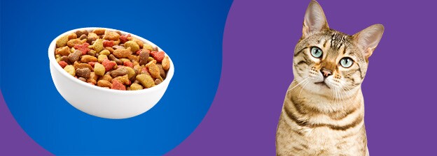 Cat with Food